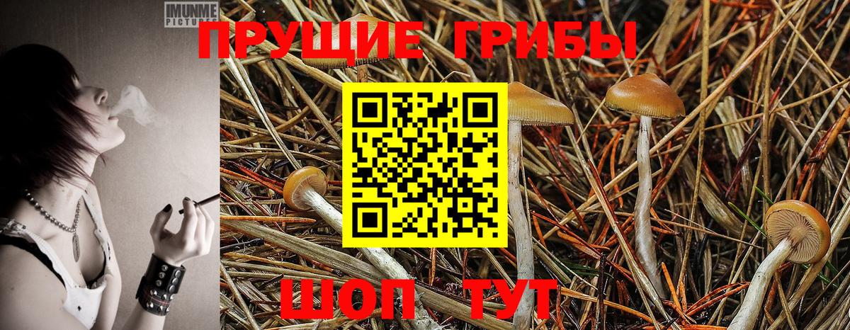 Псилоцибиновые грибы GOLDEN TEACHER Северск